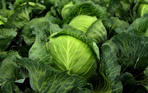 cabbage, herb, white cabbage, cultivation, vegetables, healthy, vitamins, winter vegetables, vegan, vegetarian, cabbage field, green, food, agriculture, nature, vegetable cabbage, leaves, fresh