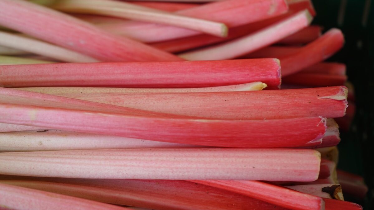 rhubarb, stalk, red, vegetables, vegetable rhubarb, curly rhubarb, rheum rhabarbarum, knotweed, polygonaceae, unpeeled petioles, unpeeled, petioles, rhubarb, rhubarb, rhubarb, rhubarb, rhubarb