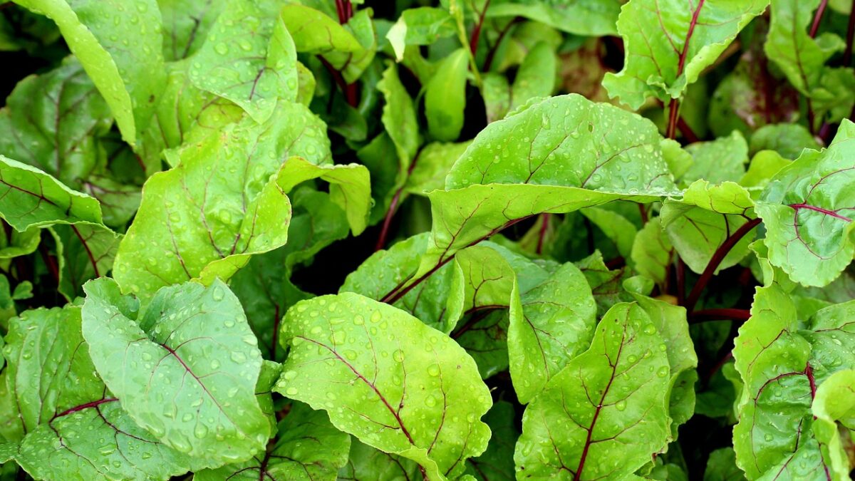 beetroot, leaves, beet leaves, vegetables, nature, garden, agriculture, green, growth, plants