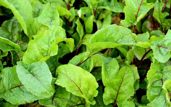 beetroot, leaves, beet leaves, vegetables, nature, garden, agriculture, green, growth, plants