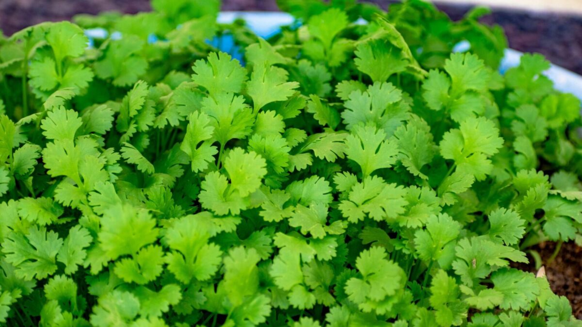 Lush green cilantro leaves in close-up, showcasing freshness and organic growth.