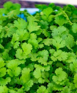 Lush green cilantro leaves in close-up, showcasing freshness and organic growth.