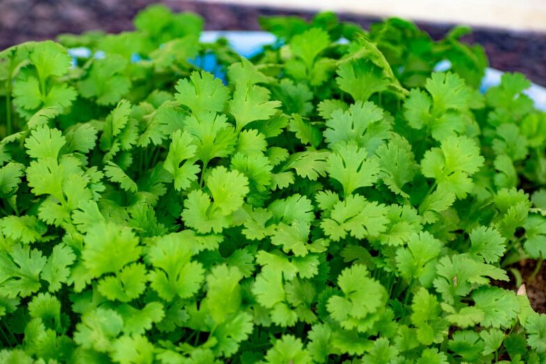 Lush green cilantro leaves in close-up, showcasing freshness and organic growth.