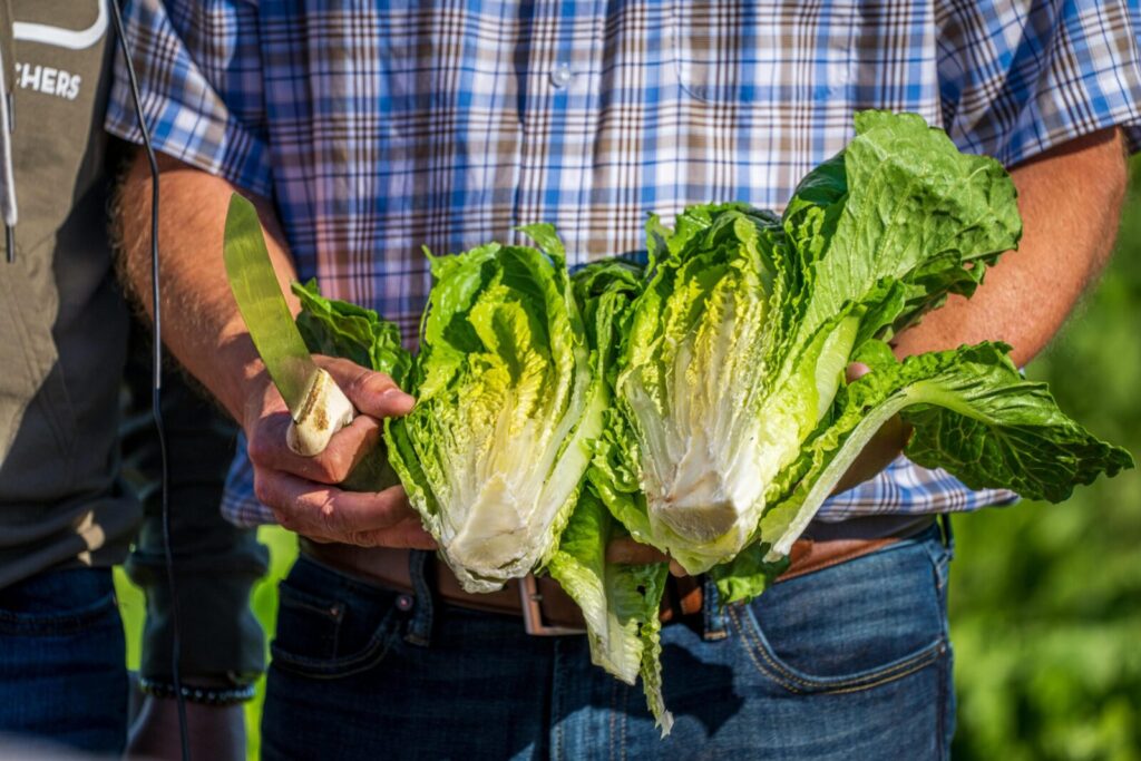 Close-up of hands holding freshly cut romaine lettuce outdoors. Ideal for agriculture and organic food themes.