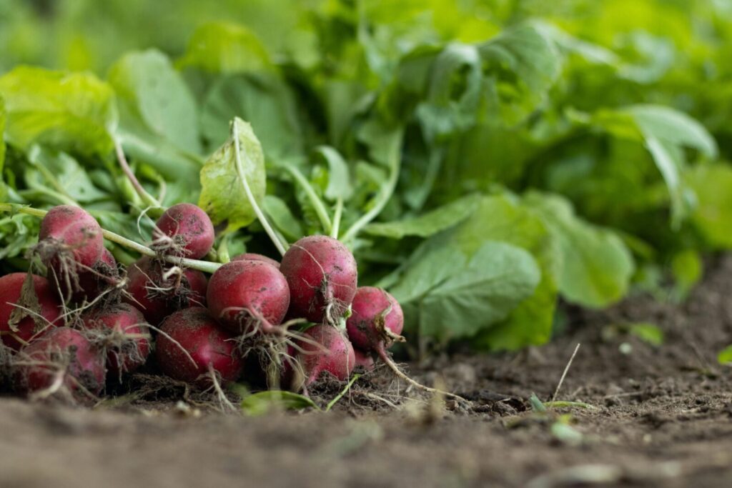 Close-up of freshly harvested organic radishes with green leaves in a garden setting.