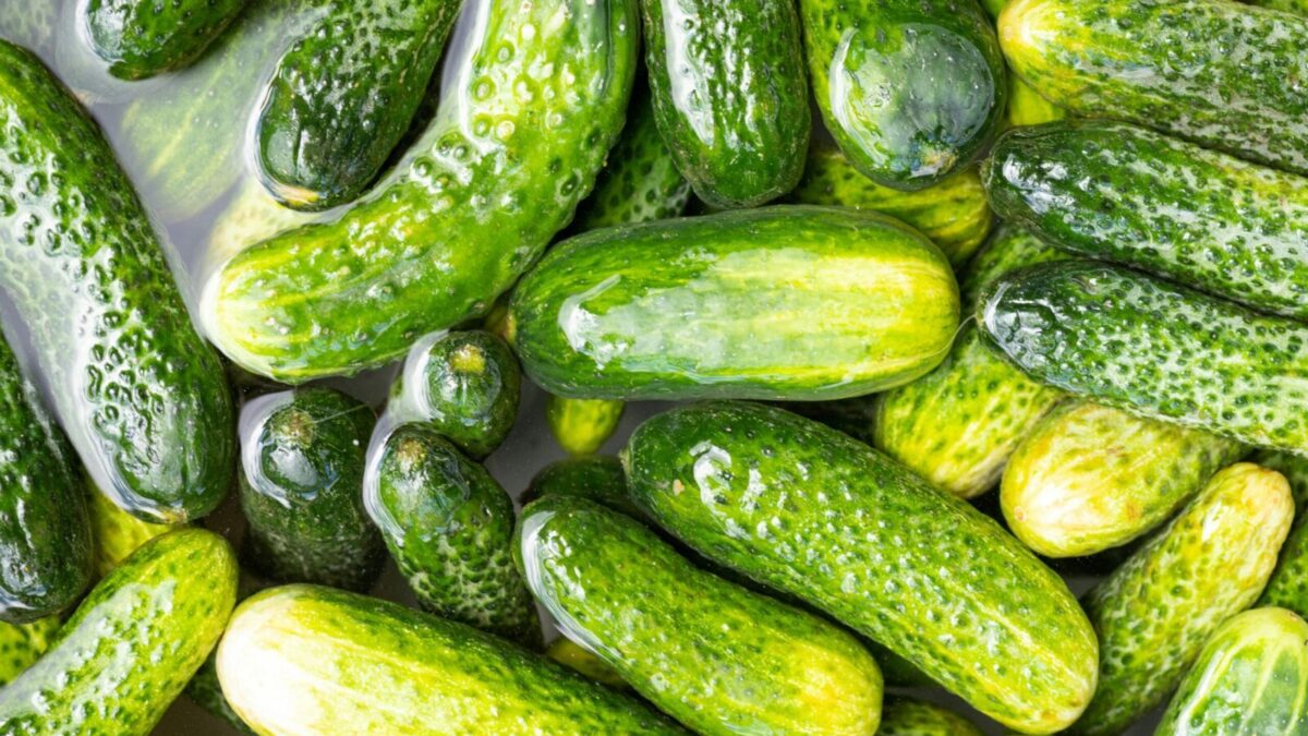 Clean, fresh organic cucumbers soaked in water offering a healthy and nutritious option.
