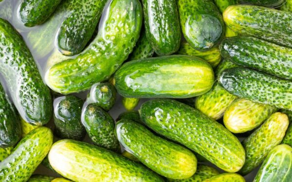 Clean, fresh organic cucumbers soaked in water offering a healthy and nutritious option.