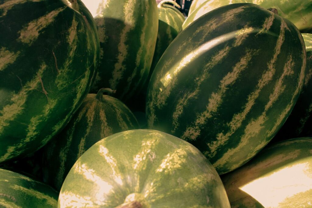 Close-up of ripe watermelons with vibrant green stripes captured in natural sunlight.