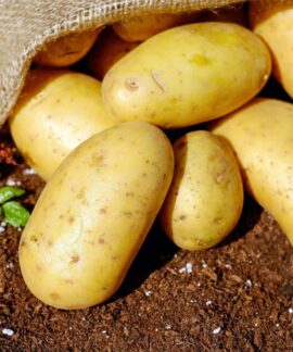 Golden potatoes spilling from a burlap sack onto rich soil, ready for cooking.