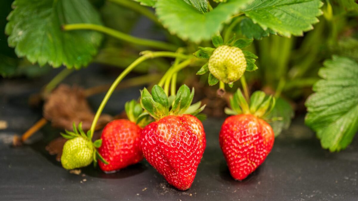 Close-up of ripe and unripe strawberries hanging on a plant, vibrant and juicy.