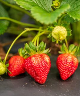 Close-up of ripe and unripe strawberries hanging on a plant, vibrant and juicy.