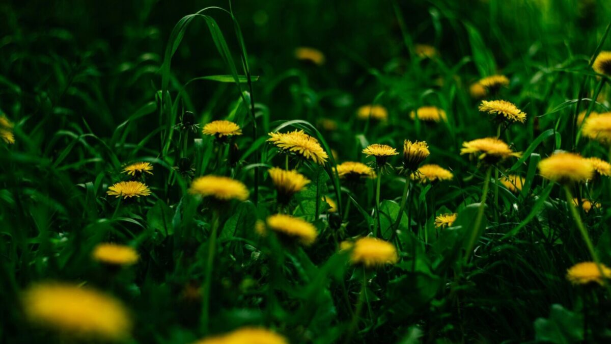 Close-up of dandelions in a green field illustrating nature's beauty and summer growth.