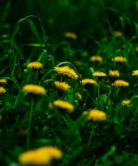 Close-up of dandelions in a green field illustrating nature's beauty and summer growth.