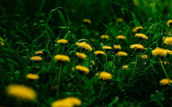 Close-up of dandelions in a green field illustrating nature's beauty and summer growth.