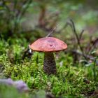 Grybai. Pexels nuotr.