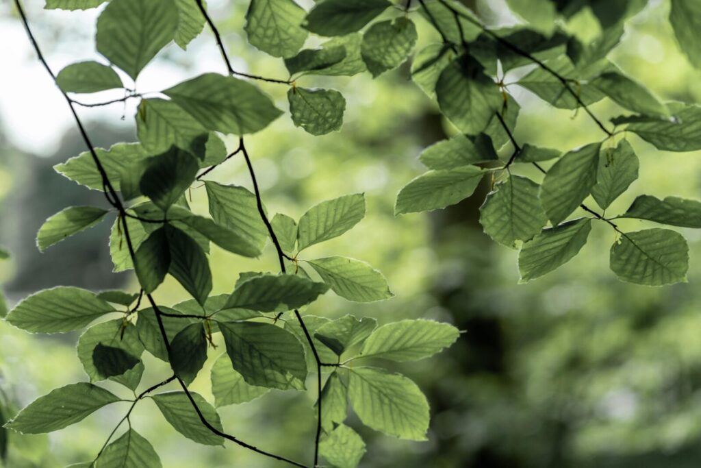 Fresh green beech leaves illuminated by sunlight in a lush spring forest setting.
