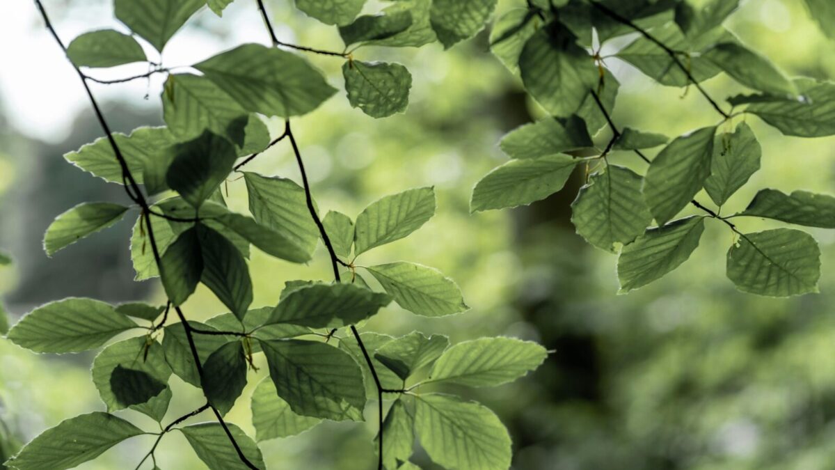 Fresh green beech leaves illuminated by sunlight in a lush spring forest setting.