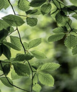 Fresh green beech leaves illuminated by sunlight in a lush spring forest setting.