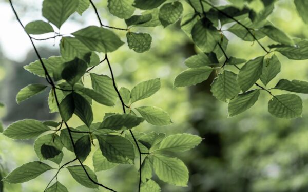 Fresh green beech leaves illuminated by sunlight in a lush spring forest setting.