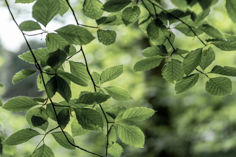 Fresh green beech leaves illuminated by sunlight in a lush spring forest setting.