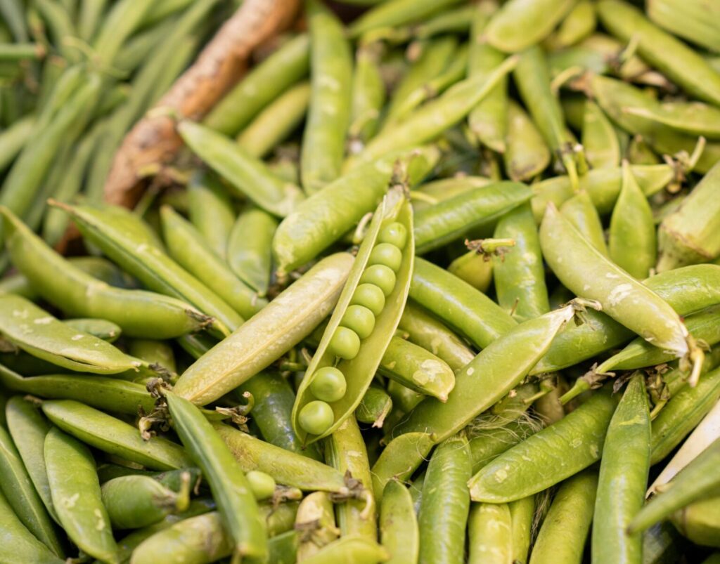 Close-up photo of fresh green peas and pods showcasing agricultural harvest.