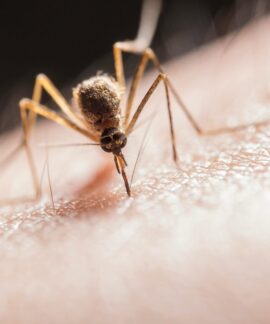 Macro shot capturing a mosquito piercing skin with its proboscis, highlighting its role as a pest.