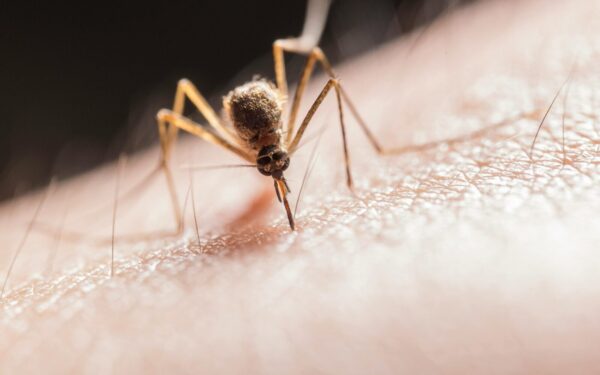 Macro shot capturing a mosquito piercing skin with its proboscis, highlighting its role as a pest.