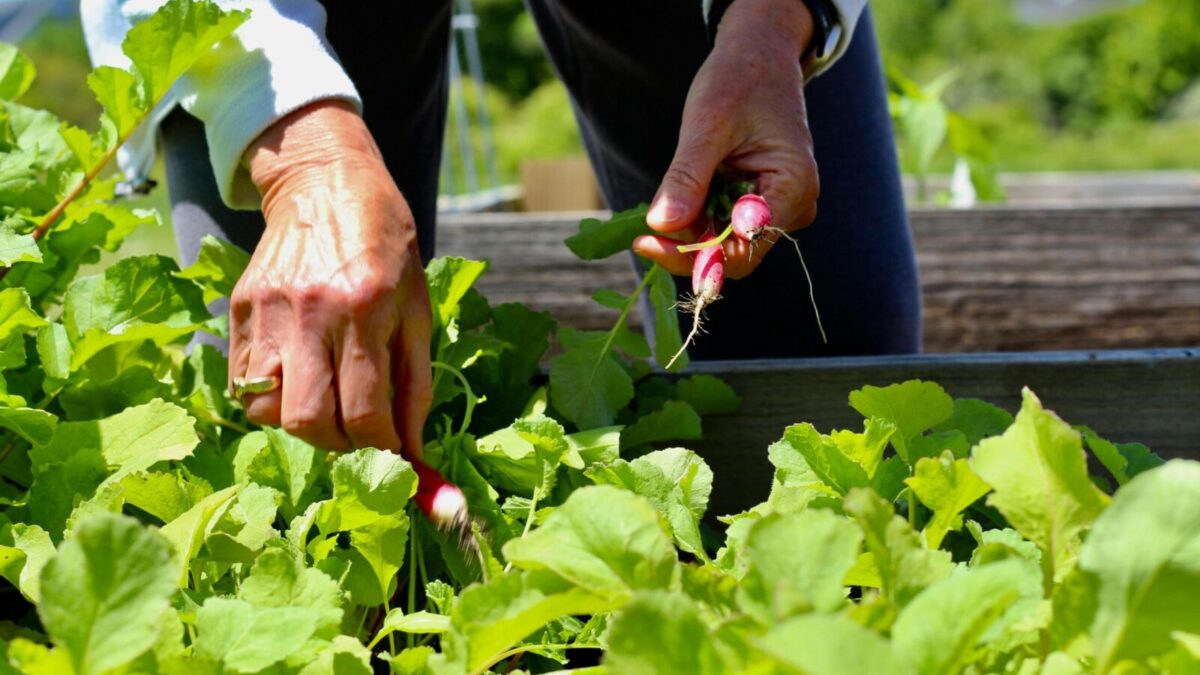 Close-up of hands harvesting radishes in a sunny garden, emphasizing organic farming.
