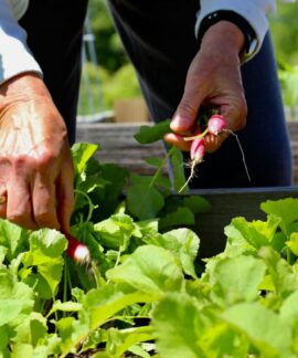 Close-up of hands harvesting radishes in a sunny garden, emphasizing organic farming.