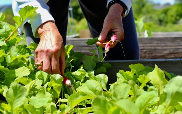Close-up of hands harvesting radishes in a sunny garden, emphasizing organic farming.