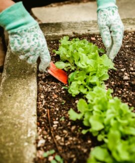 A gardener wearing gloves tending to lettuce plants in an outdoor garden bed.