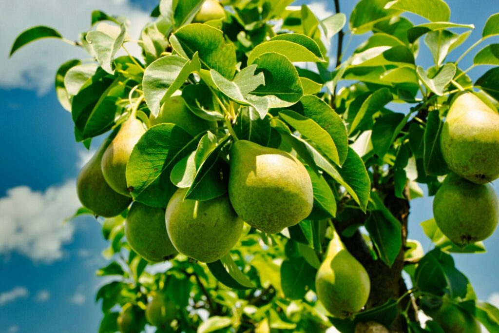 Close-up of green pears hanging from a tree branch against a clear summer sky.