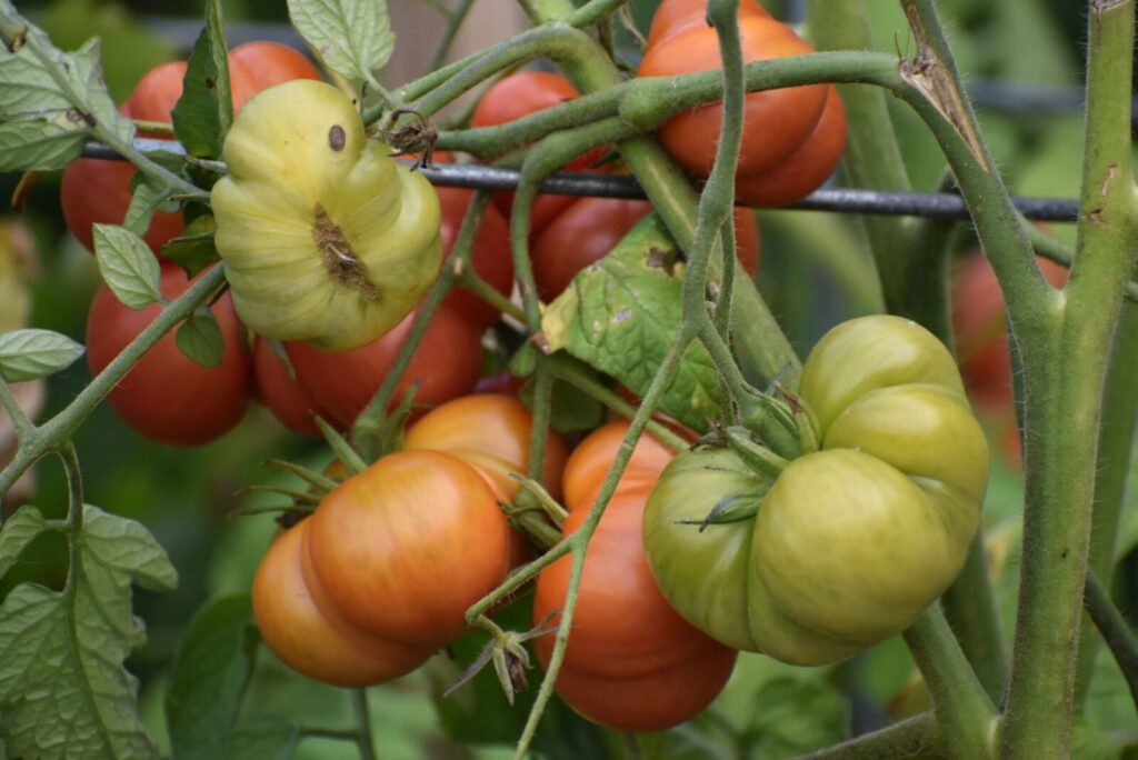 Close-up of colorful heirloom tomatoes ripening on the vine in a garden setting, showcasing natural textures.