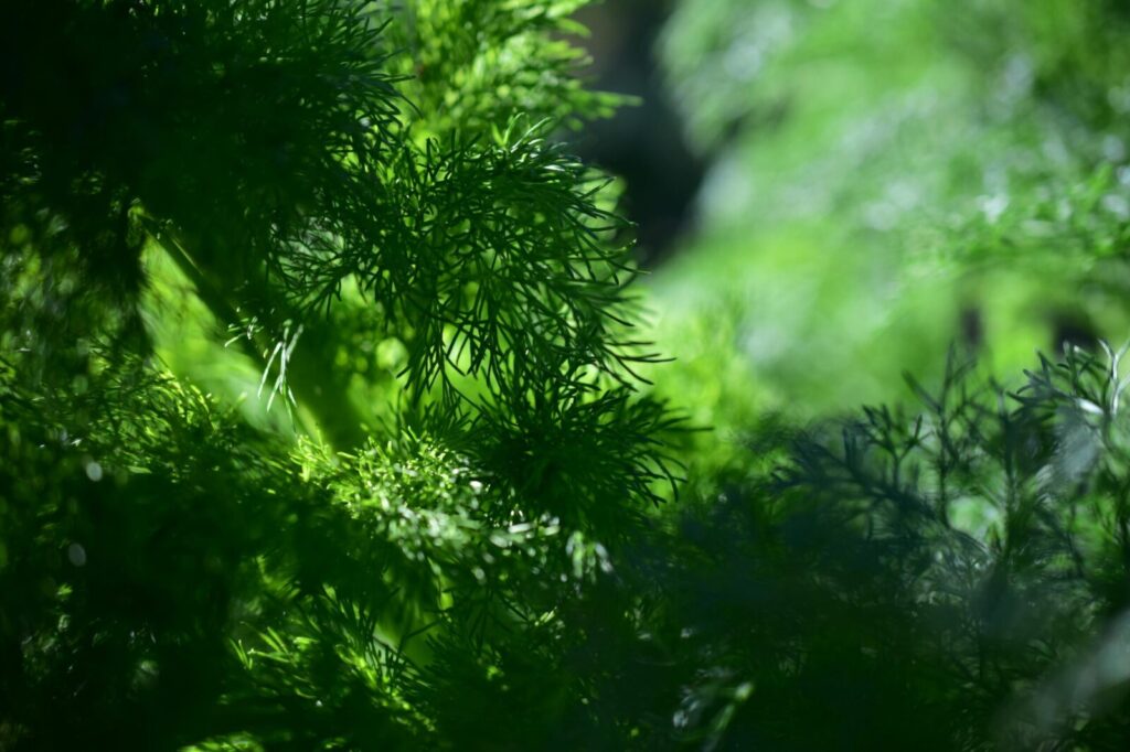 Close-up of dill in sunlight with vibrant green hues, highlighting natural textures.