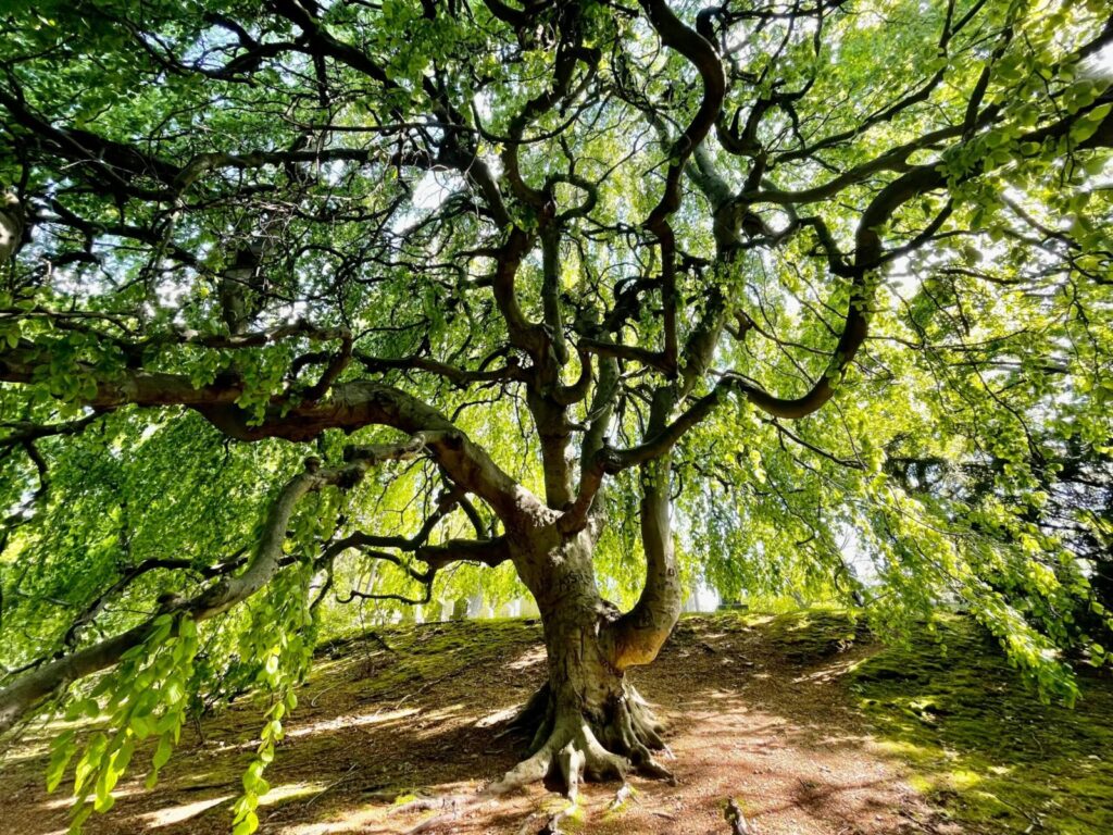 A sprawling beech tree with twisted branches under vibrant green foliage, captured in daylight.