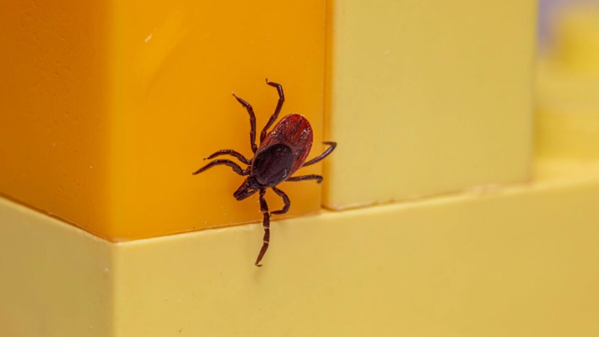 Close-up of a castor bean tick (Ixodes ricinus) on a bright yellow surface. Macro detail.