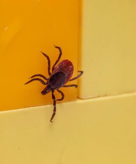 Close-up of a castor bean tick (Ixodes ricinus) on a bright yellow surface. Macro detail.