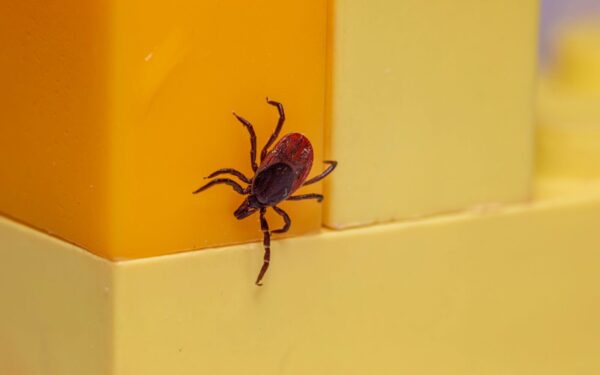 Close-up of a castor bean tick (Ixodes ricinus) on a bright yellow surface. Macro detail.