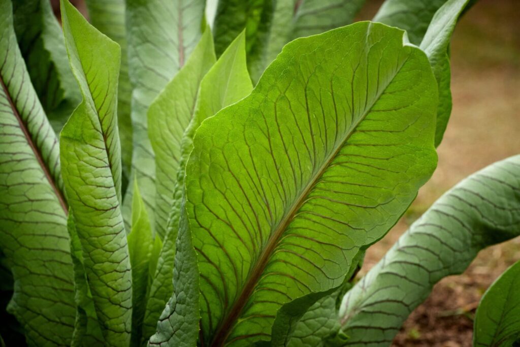 Close-up of vibrant green plant leaves outdoors showcasing natural veins and textures.