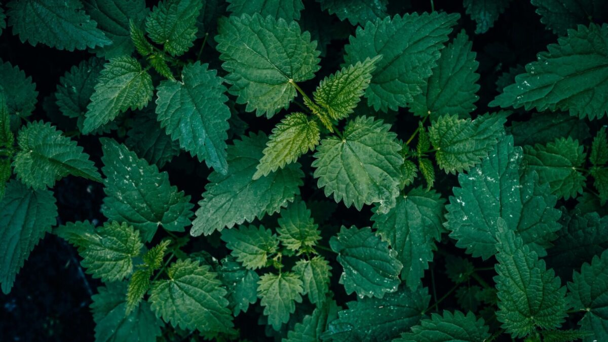 Vibrant green common nettle leaves in a textured pattern, captured outdoors with a dark natural backdrop.