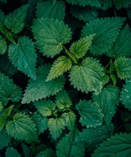 Vibrant green common nettle leaves in a textured pattern, captured outdoors with a dark natural backdrop.
