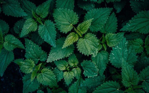 Vibrant green common nettle leaves in a textured pattern, captured outdoors with a dark natural backdrop.