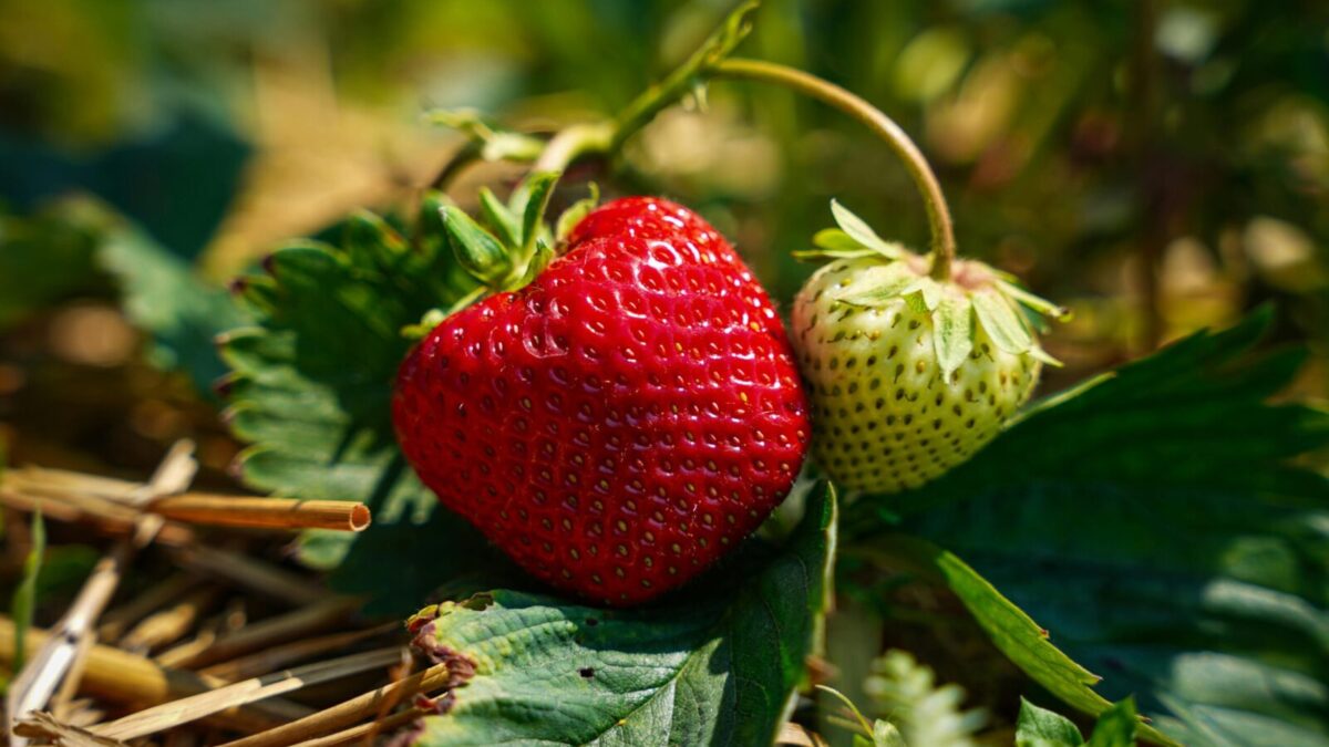 Fresh ripe and unripe strawberries on green leaves in a garden, showcasing organic farming.