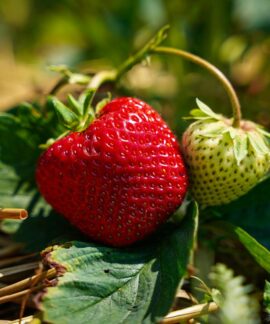 Fresh ripe and unripe strawberries on green leaves in a garden, showcasing organic farming.