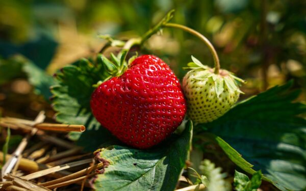 Fresh ripe and unripe strawberries on green leaves in a garden, showcasing organic farming.