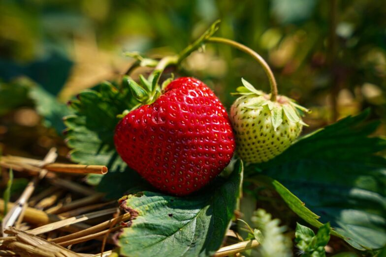 Fresh ripe and unripe strawberries on green leaves in a garden, showcasing organic farming.