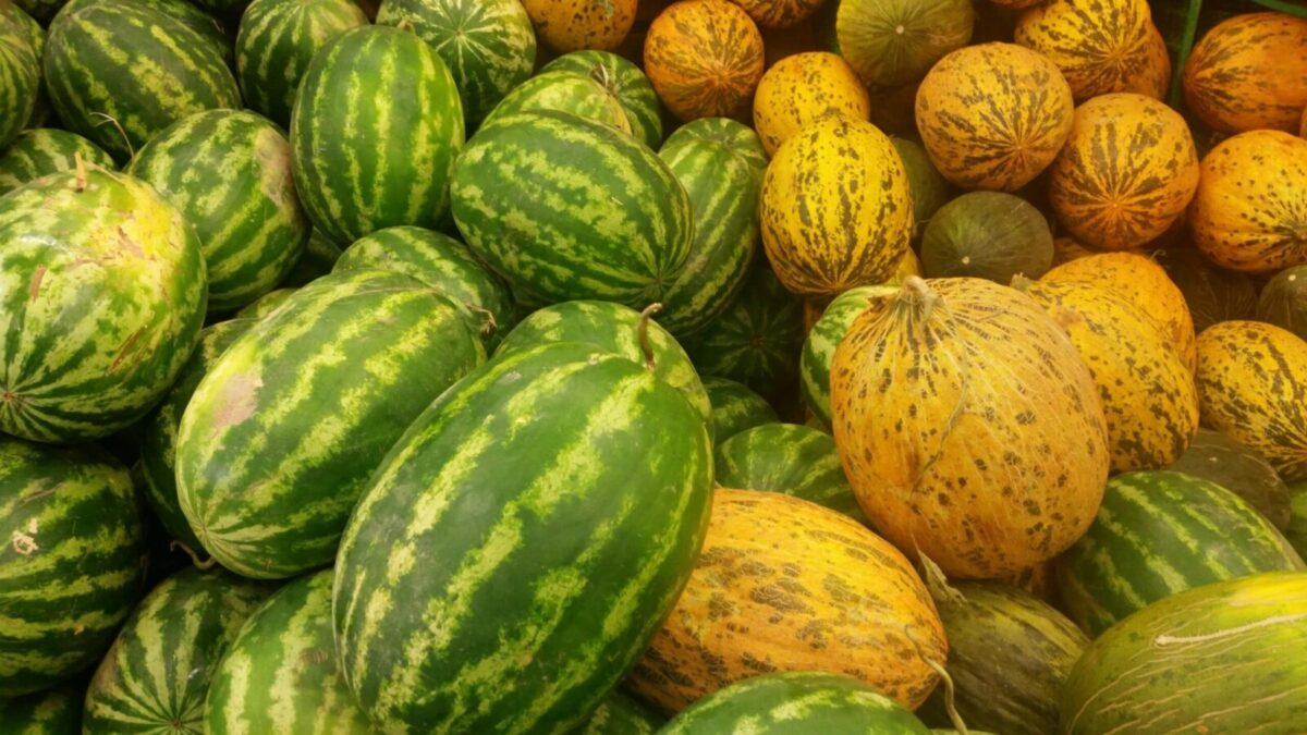 A colorful assortment of watermelons and melons on display, showcasing their vibrant hues.