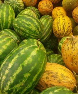A colorful assortment of watermelons and melons on display, showcasing their vibrant hues.