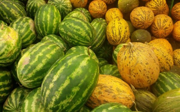 A colorful assortment of watermelons and melons on display, showcasing their vibrant hues.