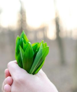 Laiškinis česnakas.Pexels nuotr.